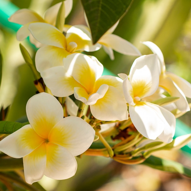 Tropische weiße Blumen der Nahaufnahme
