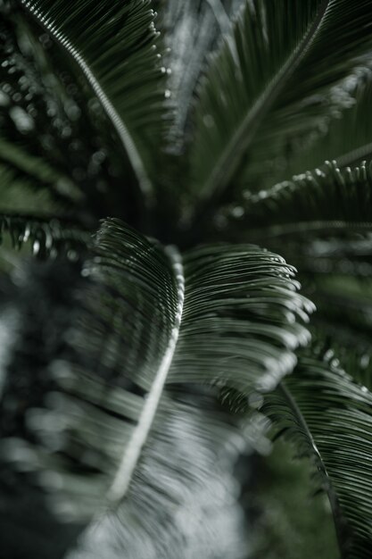 Tropische Zweige von Palmen mit strukturierten Blättern. Vegetationskonzept in heißen Klimazonen.