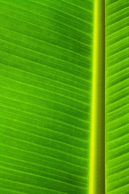 tropischen Gartenanlage frischen Natur