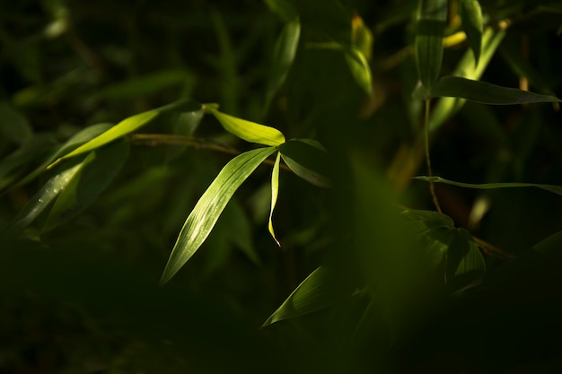 Tropischer grüner Bambuswald