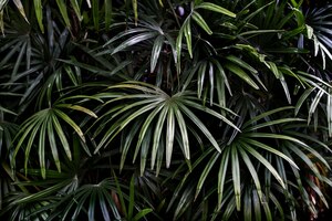 Tropischer grüner palmblatthintergrund