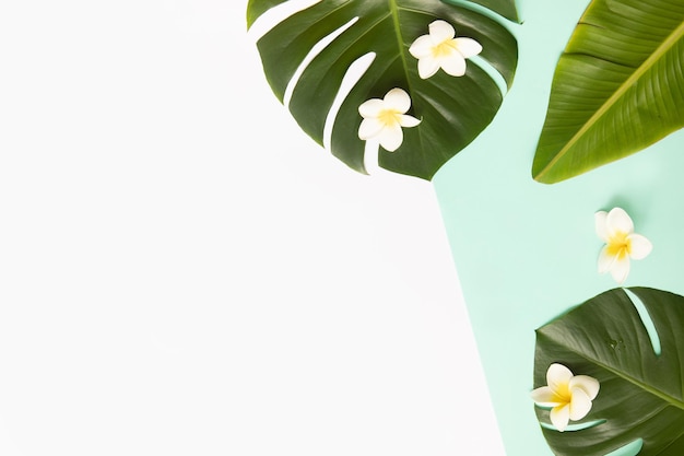 Tropischer Hintergrund mit Palmblättern Monstera und Blume