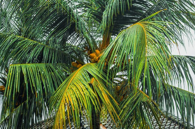 tropischer hintergrund, palmen gegen den himmel