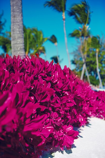 Tropischer Sommerstrand mit Palmen und rosa Büschen