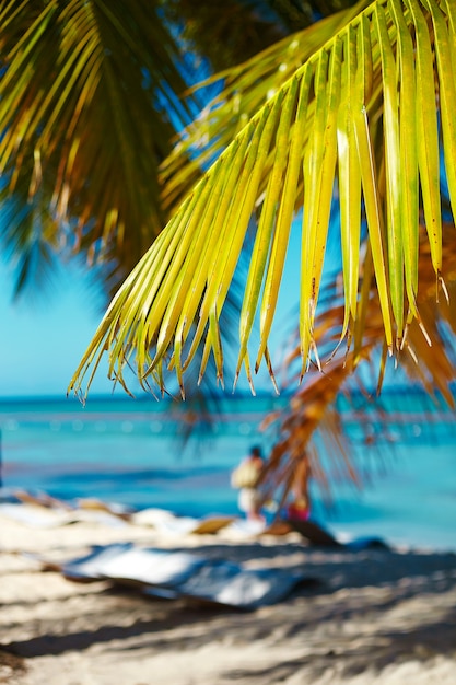 Tropischer Sommerstrand mit Palmenblattzweig-See- und Himmelhintergrund