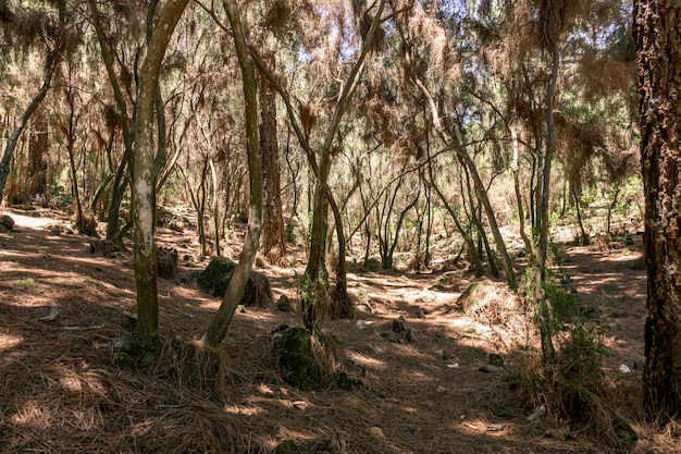 Tropischer Wald mit getrocknetem Unkraut