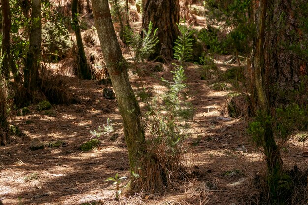 Tropischer Wald mit getrockneter Vegetation