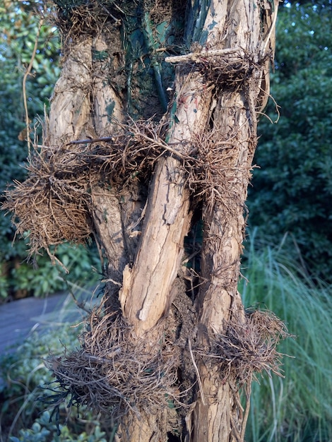 Trunk mit Zweigen