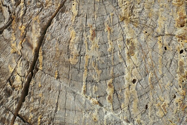 Trunk von einem schmutzigen Baum