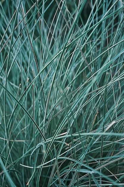 Türkisfarbenes Gartengras, vertikaler unscharfer Hintergrund, selektiver Fokus, Graslaub mit grünen Blättern, natürlicher Hintergrund oder Splash-Screen für Naturbanner