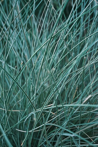 Türkisfarbenes Gartengras, vertikaler unscharfer Hintergrund, selektiver Fokus, Graslaub mit grünen Blättern, natürlicher Hintergrund oder Splash-Screen für Naturbanner