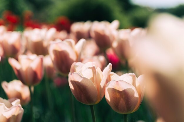 Tulpeblumen, die im Garten blühen