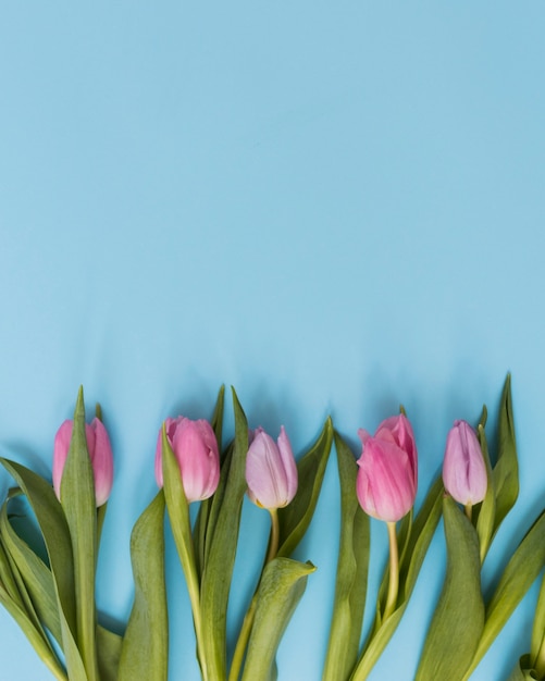 Tulpen auf blauem Hintergrund