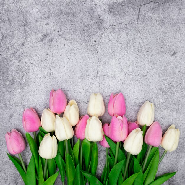 Tulpen auf einem Grau