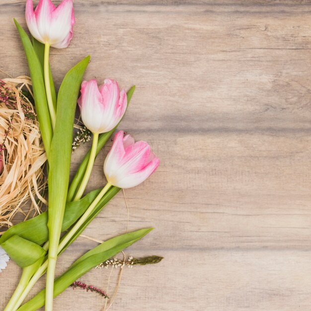 Tulpen in der Nähe von Nest