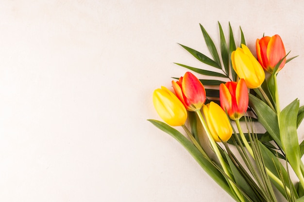 Tulpen und Blätter im Bündel auf beige Hintergrund