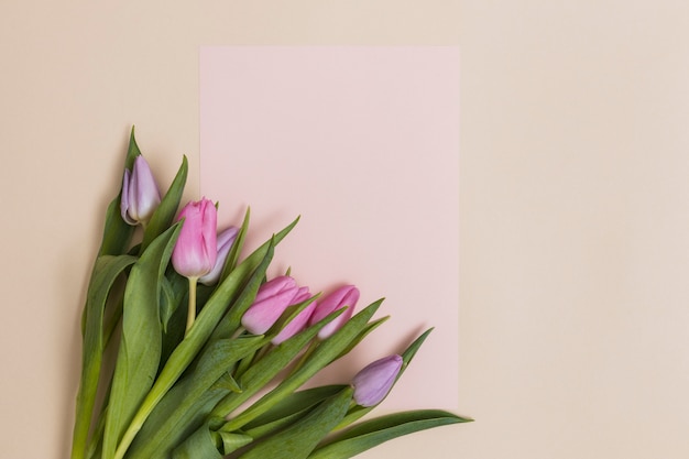 Kostenloses Foto tulpen und klares rosa papier