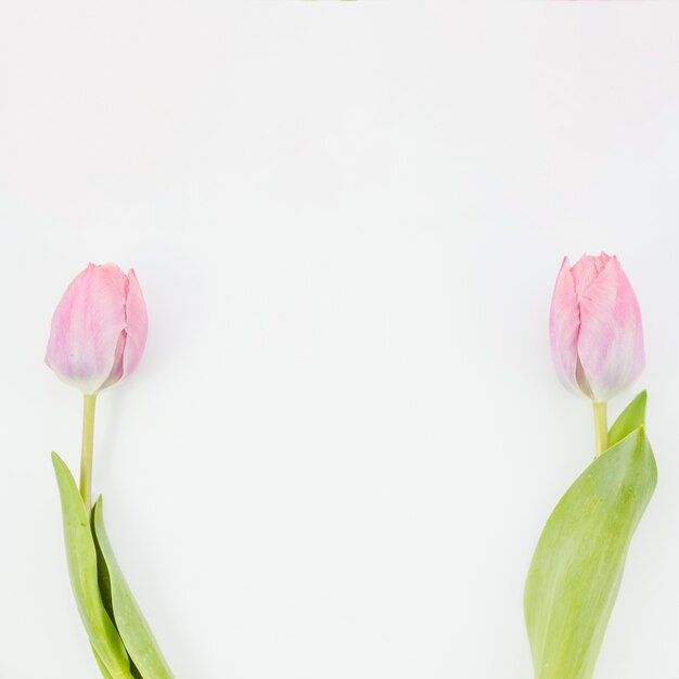 Tulpenblumen