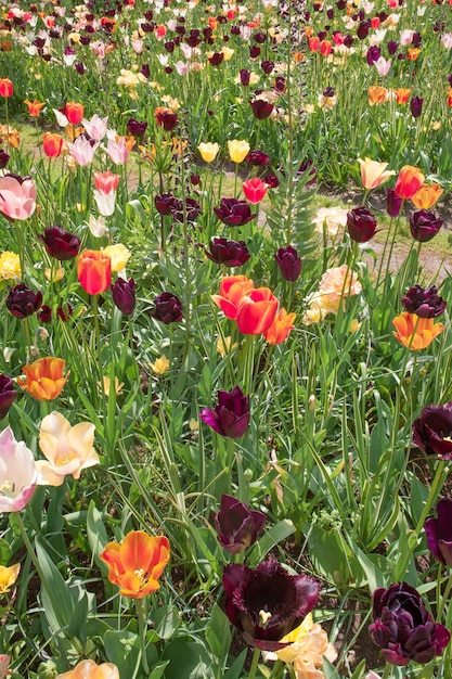 Tulpenfeld in den Niederlanden oder Holland