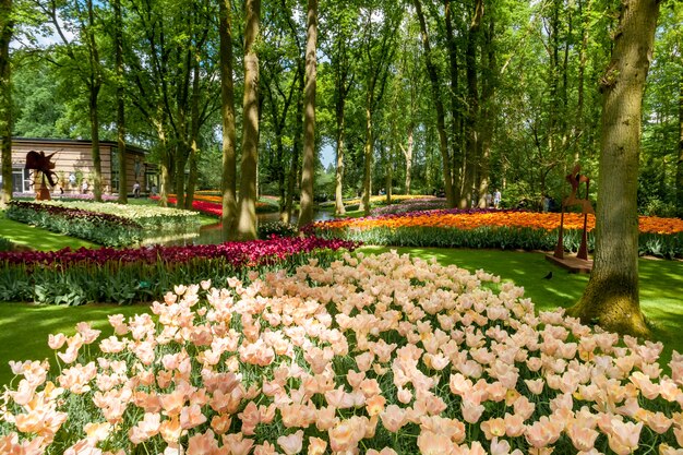 Tulpenfeld in Keukenhof Gardens, Lisse, Niederlande