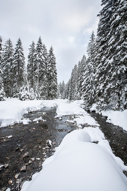 Turbulente Stromschnellen im malerischen Wald im Winter. Magische Landschaft