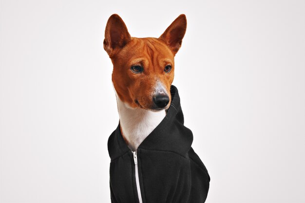 Überrascht aussehender brauner und weißer Basenji-Hund im schwarzen Kapuzenpullover mit Reißverschluss