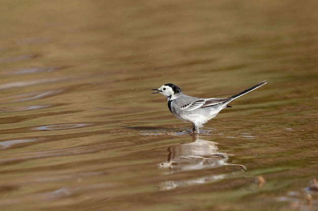 Kostenloses Foto Überwinternder männlicher bachstelze motacilla alba