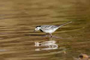 Kostenloses Foto Überwinternder männlicher bachstelze motacilla alba,