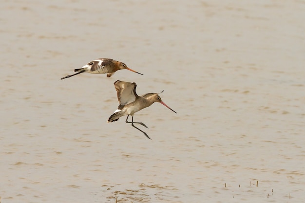 Uferschnepfe Limosa Vögel fliegen mit langem Schnabel über die Lagune