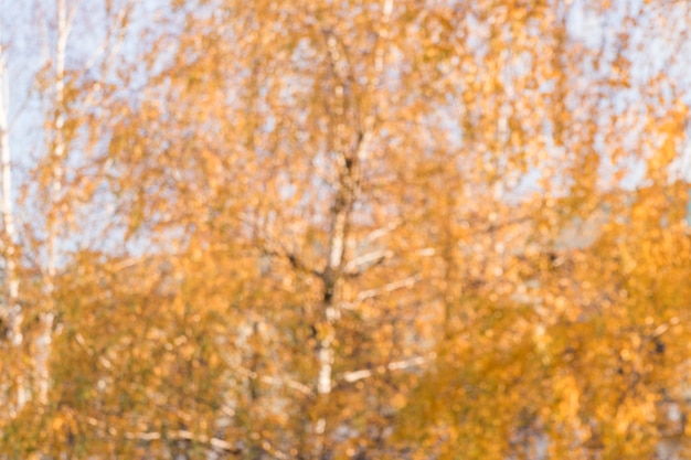 Undeutlicher Hintergrund von Herbstbäumen