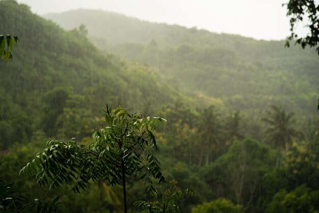 unglaubliche Natur der tropischen Inseln Indonesiens