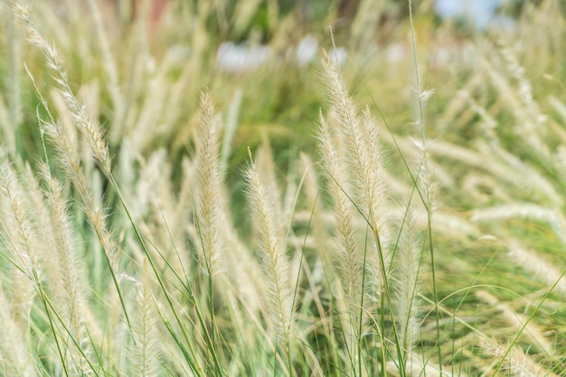 Unscharfe Grasblüte