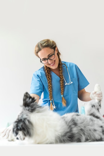 Untersuchungshund des weiblichen Tierarztes in der Klinik