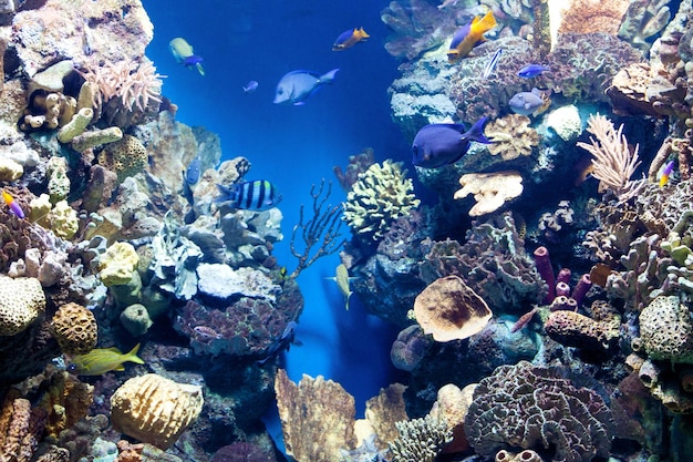 Unterwasserwelt mit Korallen und tropischen Fischen