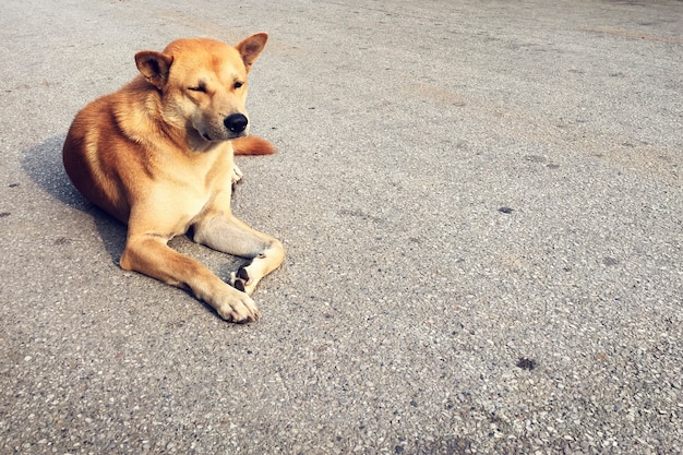 Urban City Obdachloser Hund einsam