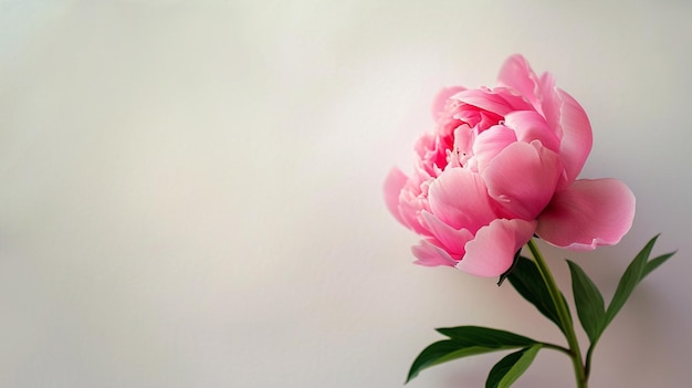 Valentinstag-Postkarte mit einer rosa Pfingstrose auf weißem Hintergrund