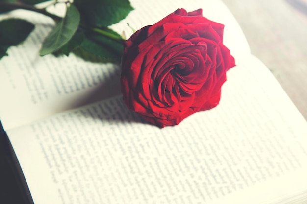 Valentinstag rote rose auf dem buch Premium Fotos