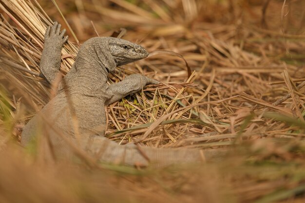 Varanus Bengalensis Monitoreidechse im Naturlebensraum der indischen Tierwelt