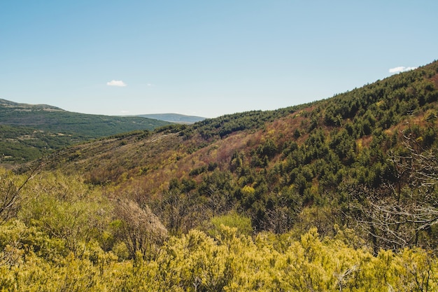 Vegetation in hügeliger Umgebung