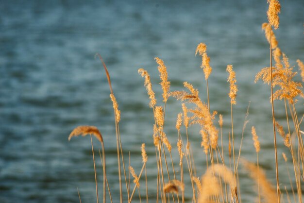 Vegetation mit See Hintergrund