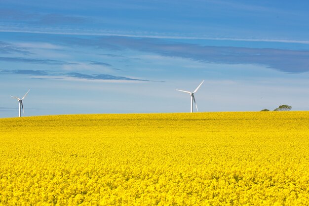 Vergewaltigungsfeld mit zwei Windkraftanlagen im Hintergrund