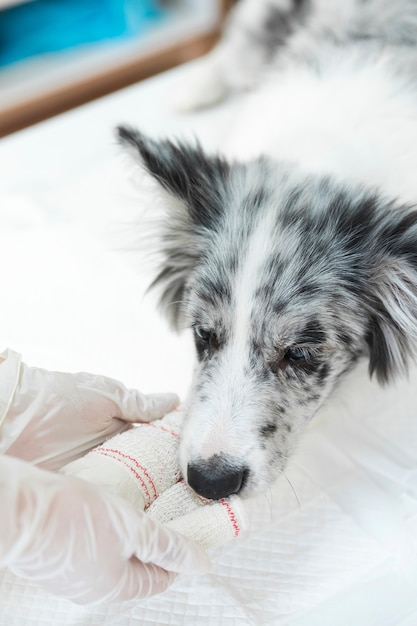Verletzter Hund mit dem Weiß, das auf seiner Tatze und Gliedmaße verbunden ist