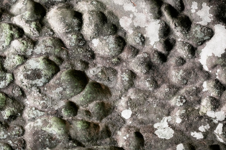 Kostenlose Foto verschiedene arten von schimmel in der natur hautnah erleben