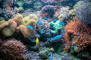 Kostenloses Foto verschiedene bunte fische yellow tang clownfisch ctenochaetus tominiensis flame angelfish