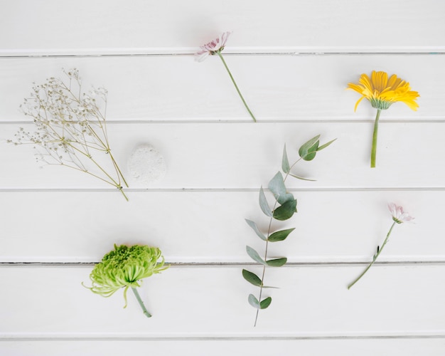 Verschiedene grüne Zweige und Blumen in Anordnung