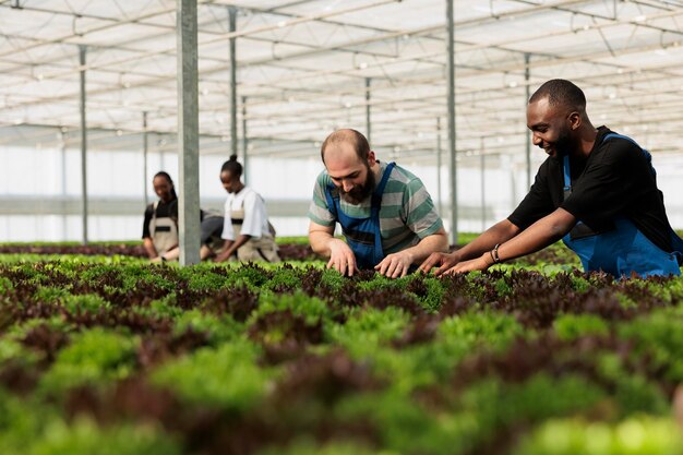 Verschiedene Männer und Frauen, die im Gewächshaus arbeiten und grüne Pflanzen auf Schädlinge und Schäden zur Qualitätskontrolle untersuchen. Gruppe von Biobauern, die verschiedene Arten von Salat und Microgreens anbauen.