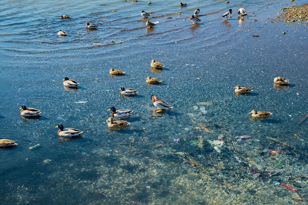 Verschmutzung von flüssen und meeren mit plastikmüll und müllenten, die in einem mit müll verseuchten reservoir schwimmen, riskieren leben und das wohlergehen von ökosystemen, die sich täglich um die erde kümmern