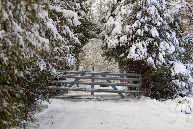 Verschneite Naturlandschaft