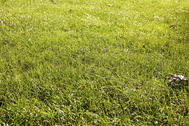 Verschneitem Gelände von Rasen