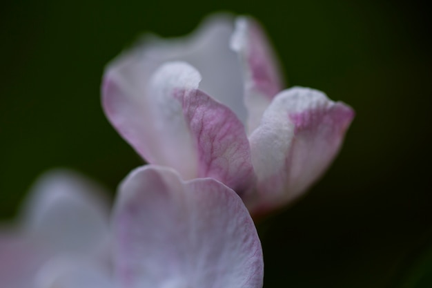 Verschwommene Sicht auf natürliche Blumen